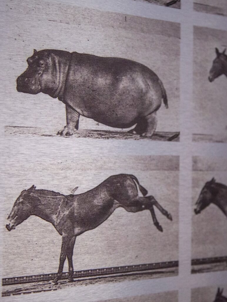 Black and white photos of animals running, including a hippo.