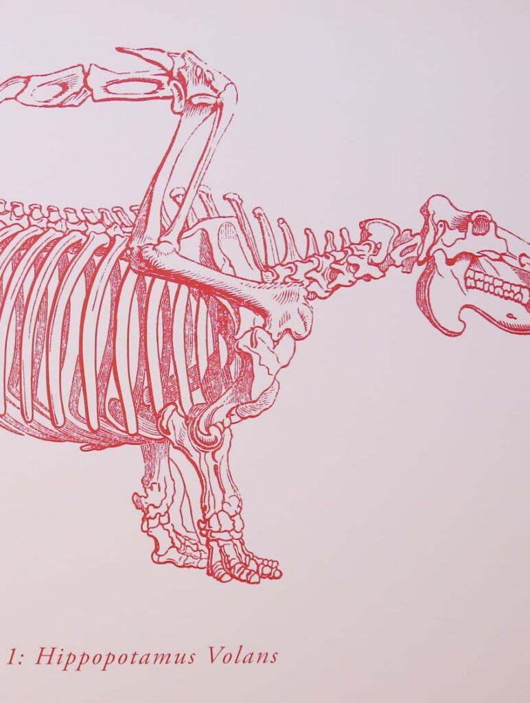 Detail of the flying hippo anatomical skeleton drawing, "Hippotamus Volans."