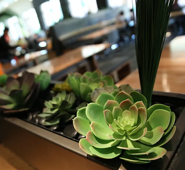 Close-up photo of the succulent plant dividers at Iowa State University's Union Drive Marketplace "Night Room."