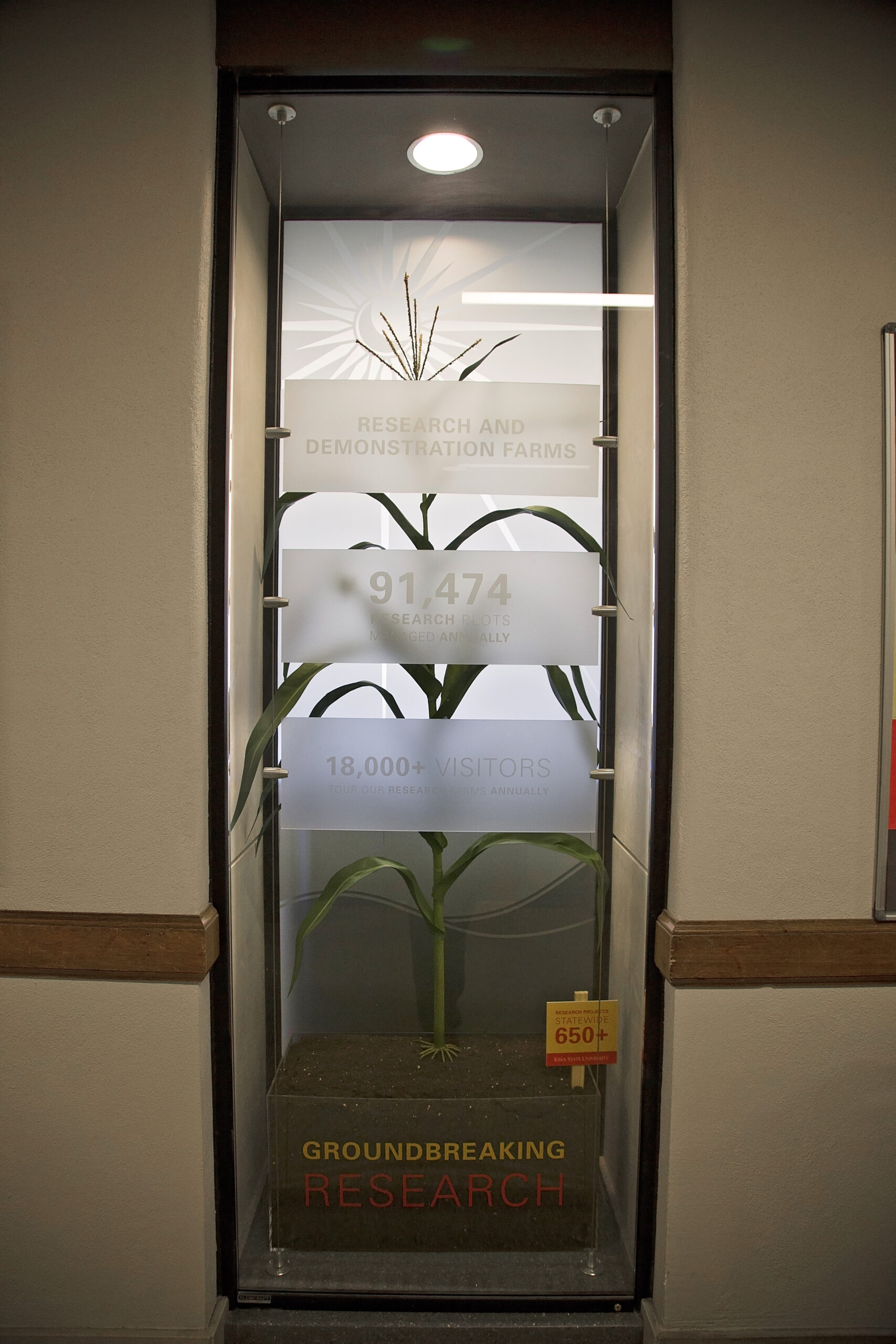 display case showing a corn stalk as part of the Iowa State Agriculture Department